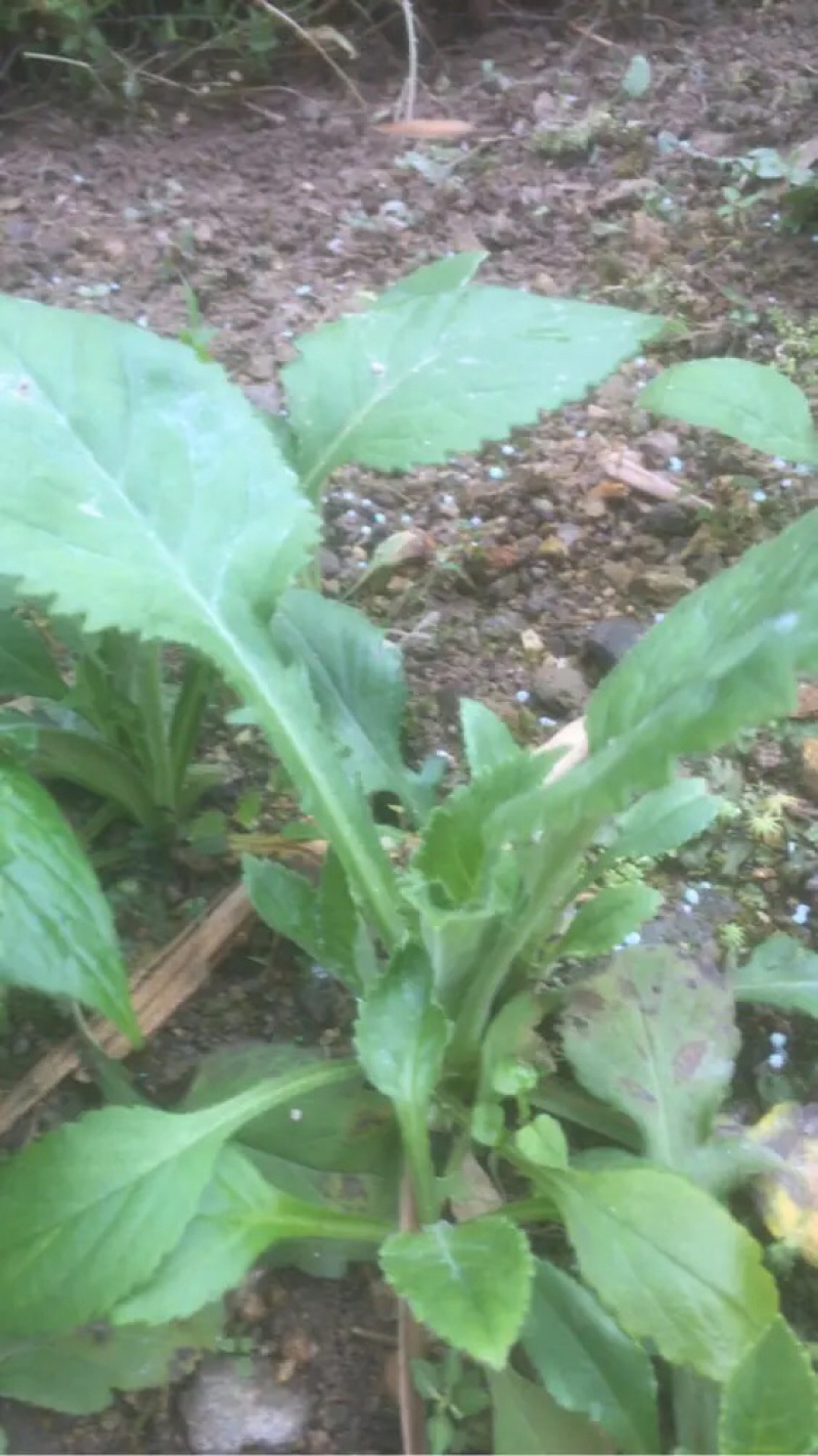 各种中草药，白龙骨，旱莲草，玫瑰花，败酱草，土茯苓，