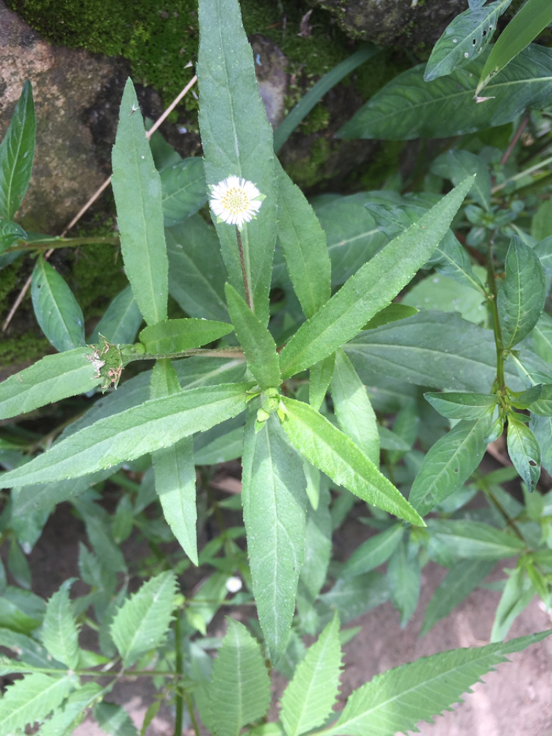 各种中草药，白龙骨，旱莲草，玫瑰花，败酱草，土茯苓，