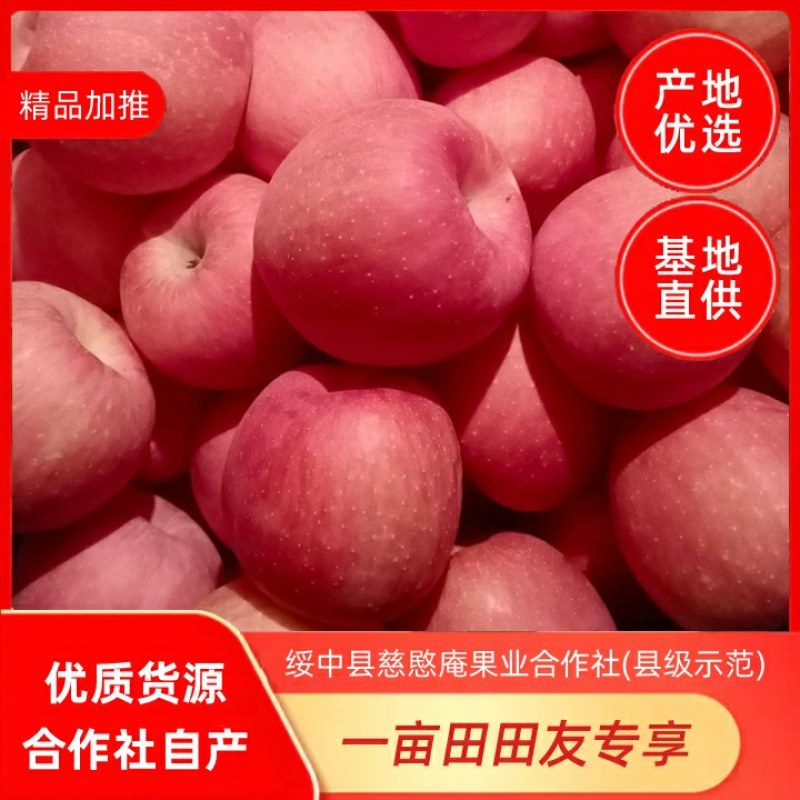 绥中县红富士苹果基地，色好口感好皮毛亮，商超市场电商直供