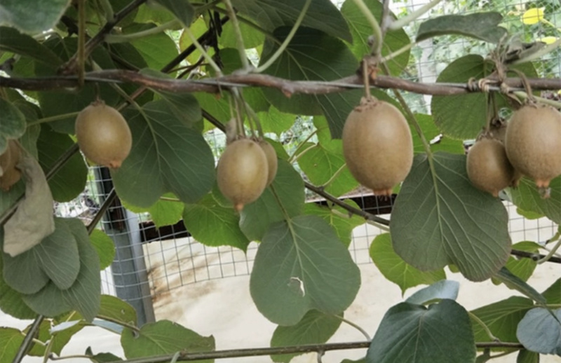 红心猕猴桃苗自家苗圃规格齐全现挖现卖当年结果