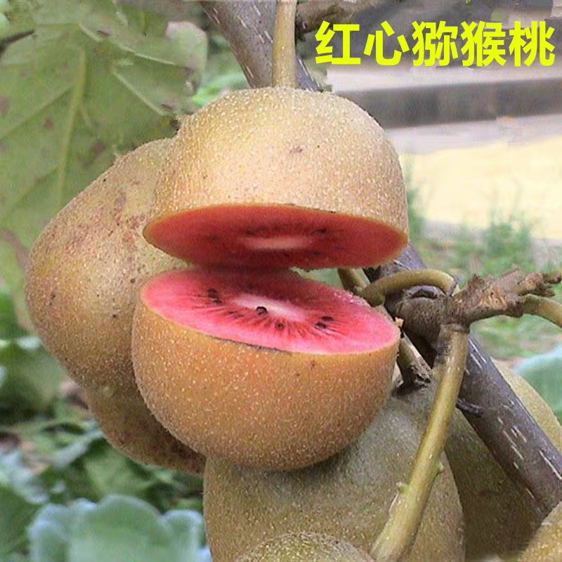 红心猕猴桃苗自家苗圃规格齐全现挖现卖当年结果