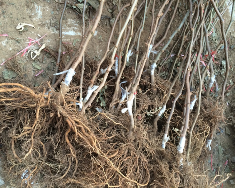 红心猕猴桃苗自家苗圃规格齐全现挖现卖当年结果