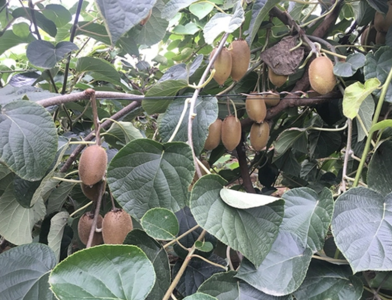 红心猕猴桃苗自家苗圃规格齐全现挖现卖当年结果