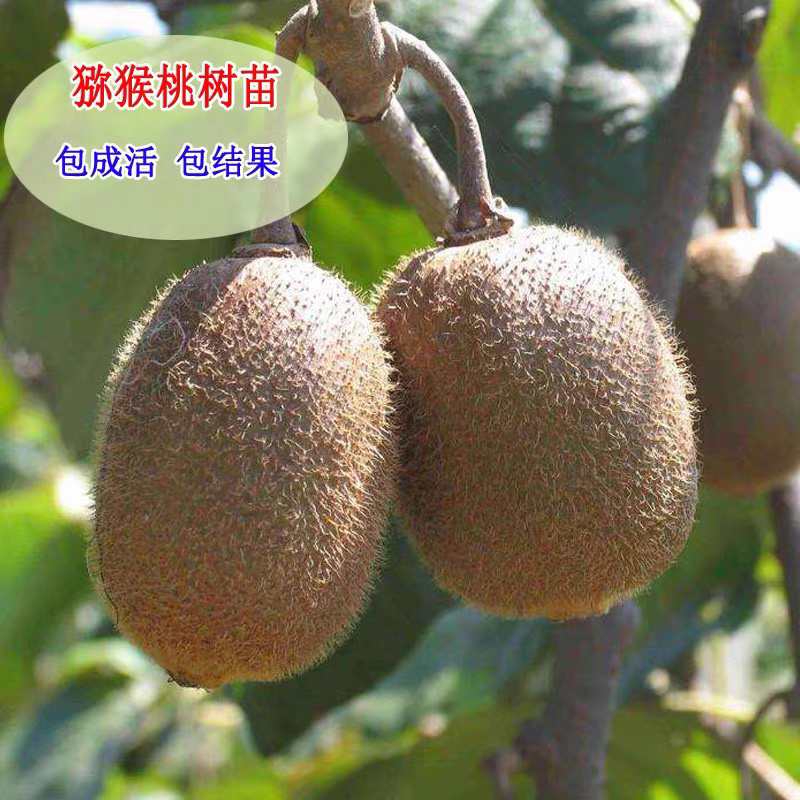 红心猕猴桃苗自家苗圃规格齐全现挖现卖当年结果