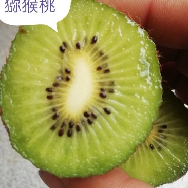 海华德猕猴桃(现摘现卖有货，产地直销量大从优，果个硬)