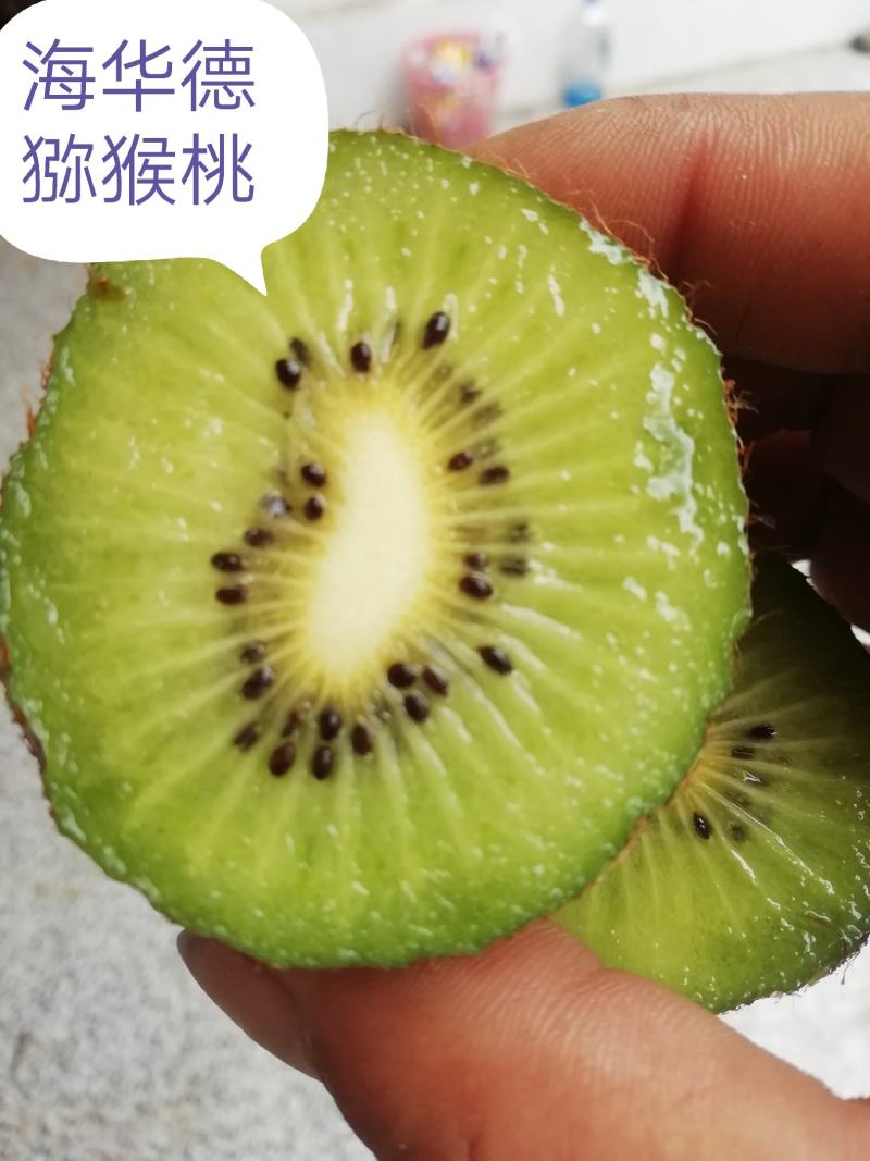 海华德猕猴桃(现摘现卖有货，产地直销量大从优，果个硬)