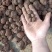 新鲜松露，含十八种氨基酸