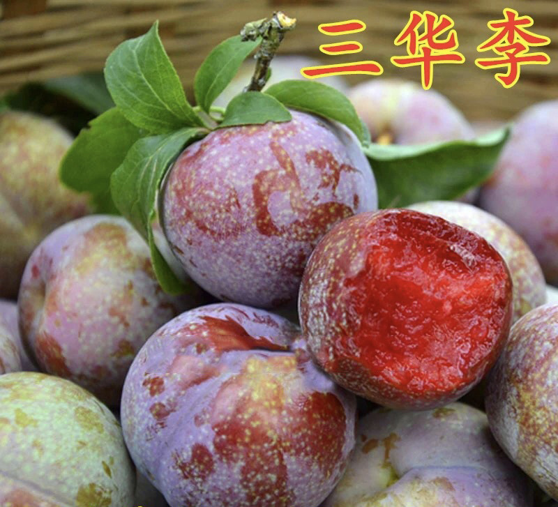 三华李子嫁接苗基地直销规格齐全可视频看货