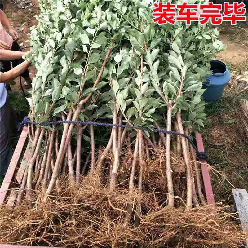 三华李子嫁接苗基地直销规格齐全可视频看货