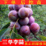 三华李子嫁接苗基地直销规格齐全可视频看货