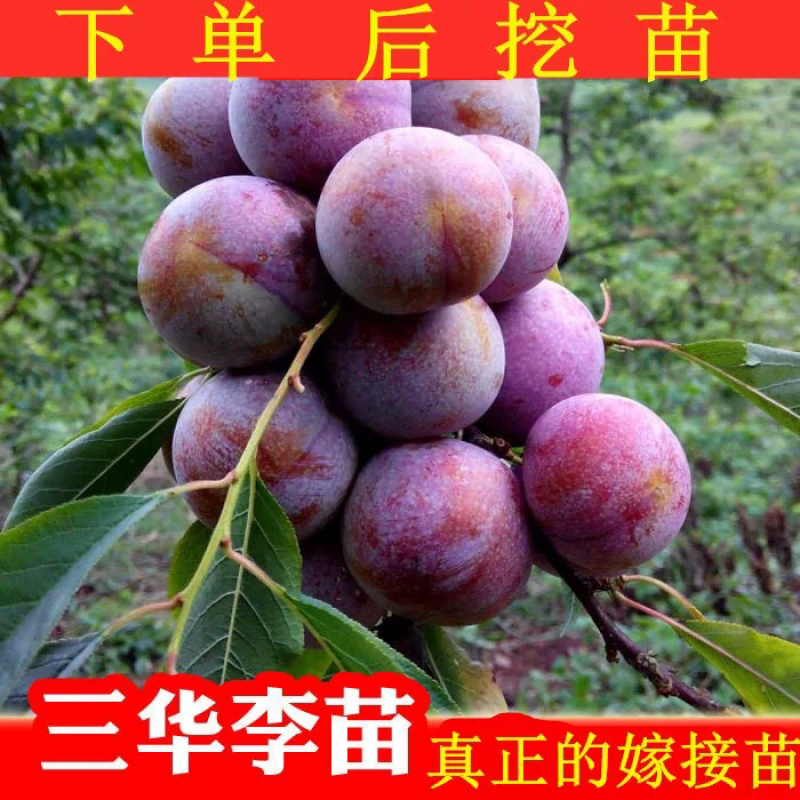 三华李子嫁接苗基地直销规格齐全可视频看货