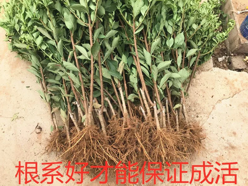 三华李子嫁接苗基地直销规格齐全可视频看货