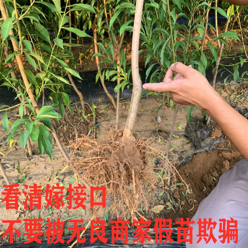 三华李子嫁接苗基地直销规格齐全可视频看货