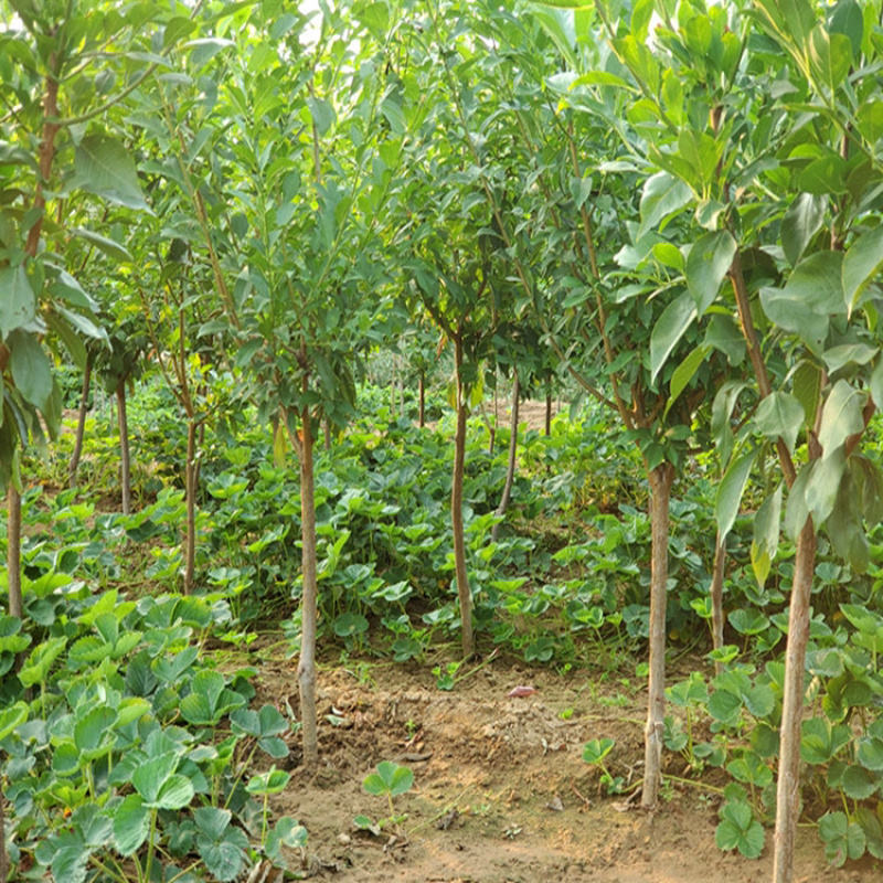 三华李子嫁接苗基地直销规格齐全可视频看货
