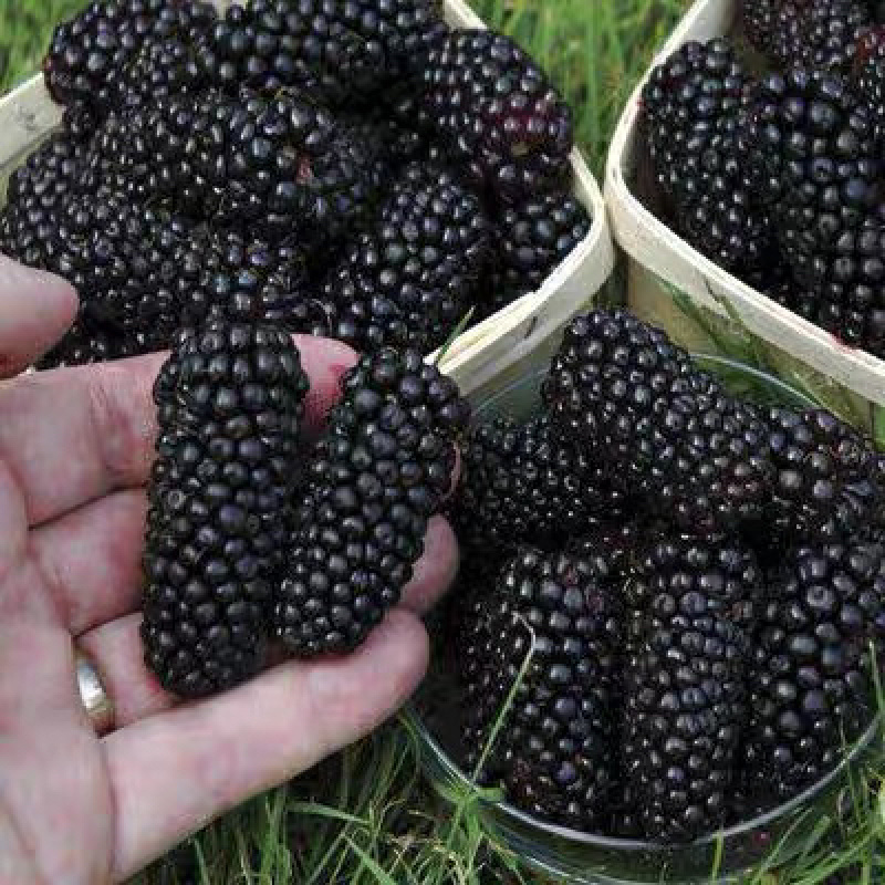 无籽大果桑树嫁接苗现挖发货成活率高当年结果