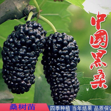 无籽大果桑树嫁接苗现挖发货成活率高当年结果