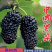 无籽大果桑树嫁接苗现挖发货成活率高当年结果