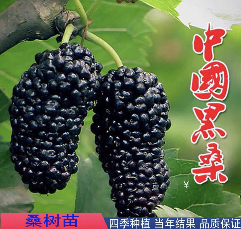 无籽大果桑树嫁接苗现挖发货成活率高当年结果