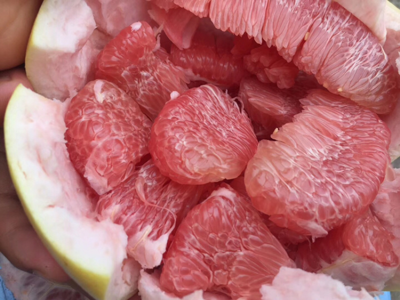 柚子成熟了，红心柚三红柚需要的朋友联系，味道巴适，个头大