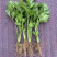 芹菜苗，法国皇后西芹苗，根粗容易活，15cm~20cm