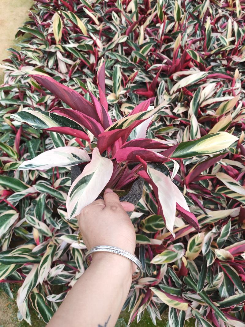 精品14杯七彩竹芋基地直销