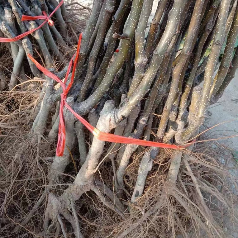 鸭梨嫁接梨树苗自家苗圃规格齐全包品种包成活