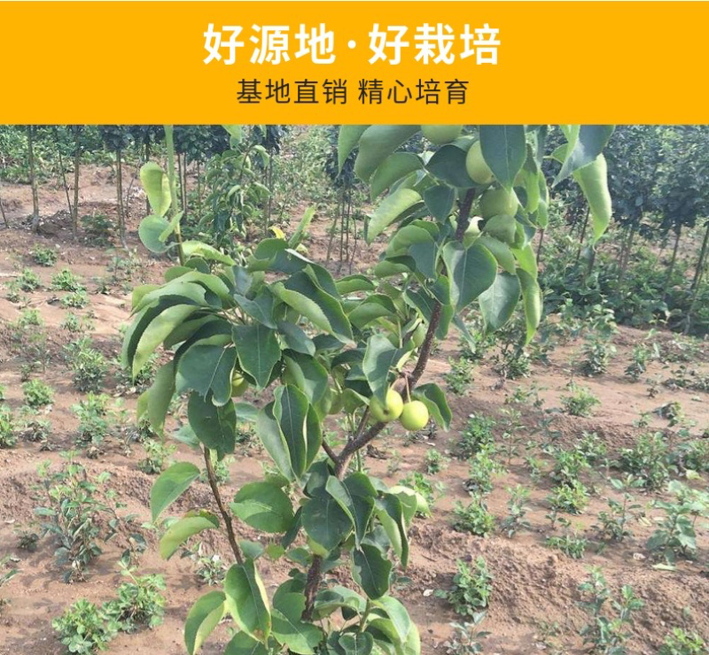 鸭梨嫁接梨树苗自家苗圃规格齐全包品种包成活