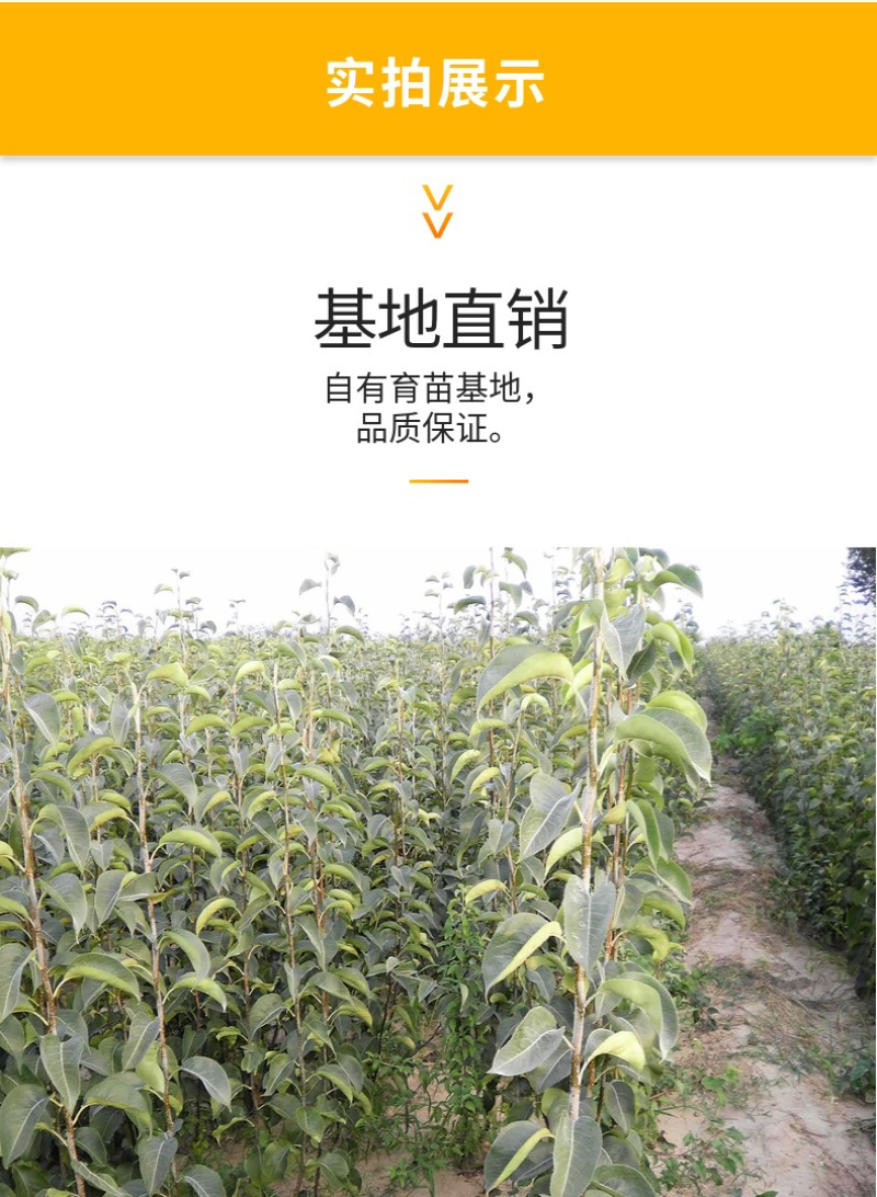 鸭梨嫁接梨树苗自家苗圃规格齐全包品种包成活