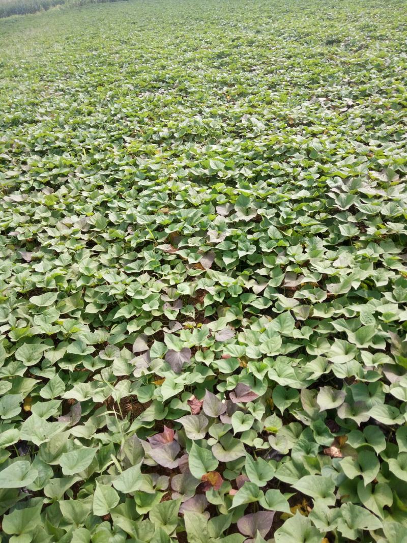 地瓜红薯上市了！自己家种植色泽好条正，沙土地瓜甜度好