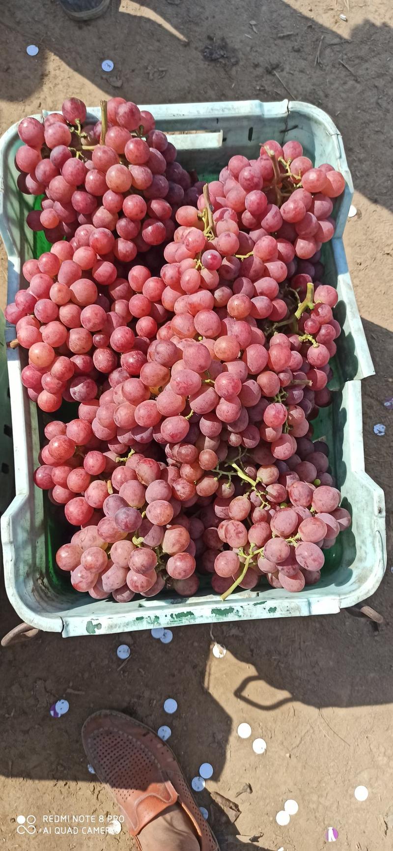 红提葡萄大量上市价格便宜质量好产地直发质量保证