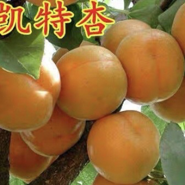 凯特杏嫁接苗优质杏树苗包成活包结果现挖现卖