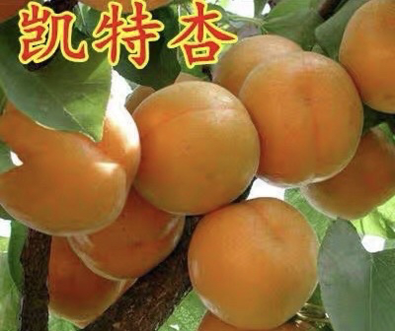 凯特杏嫁接苗优质杏树苗包成活包结果现挖现卖