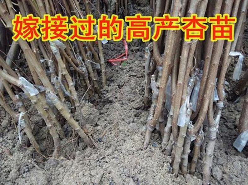 凯特杏嫁接苗优质杏树苗包成活包结果现挖现卖