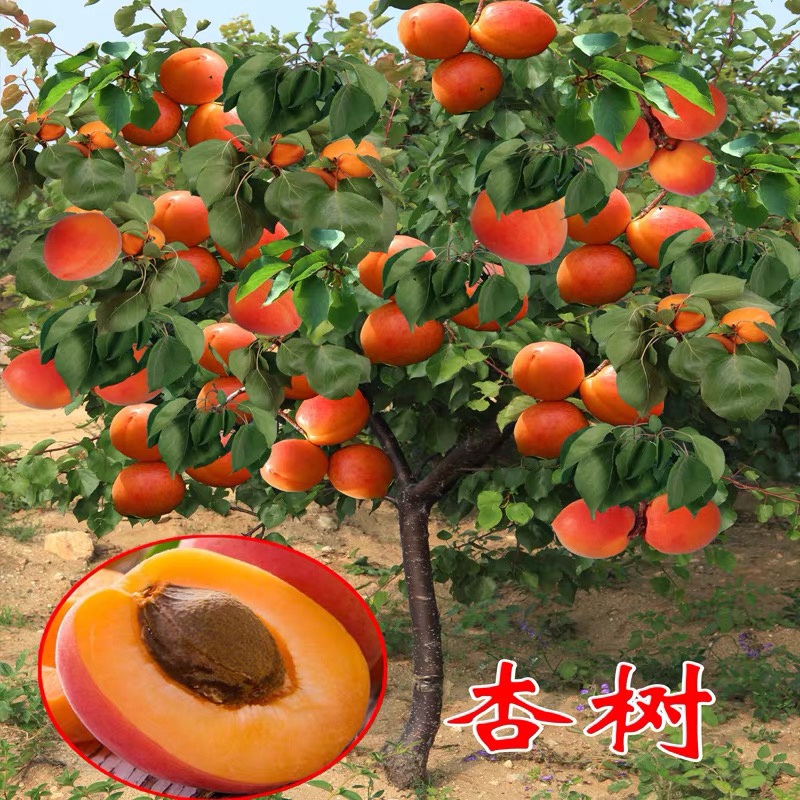凯特杏嫁接苗优质杏树苗包成活包结果现挖现卖