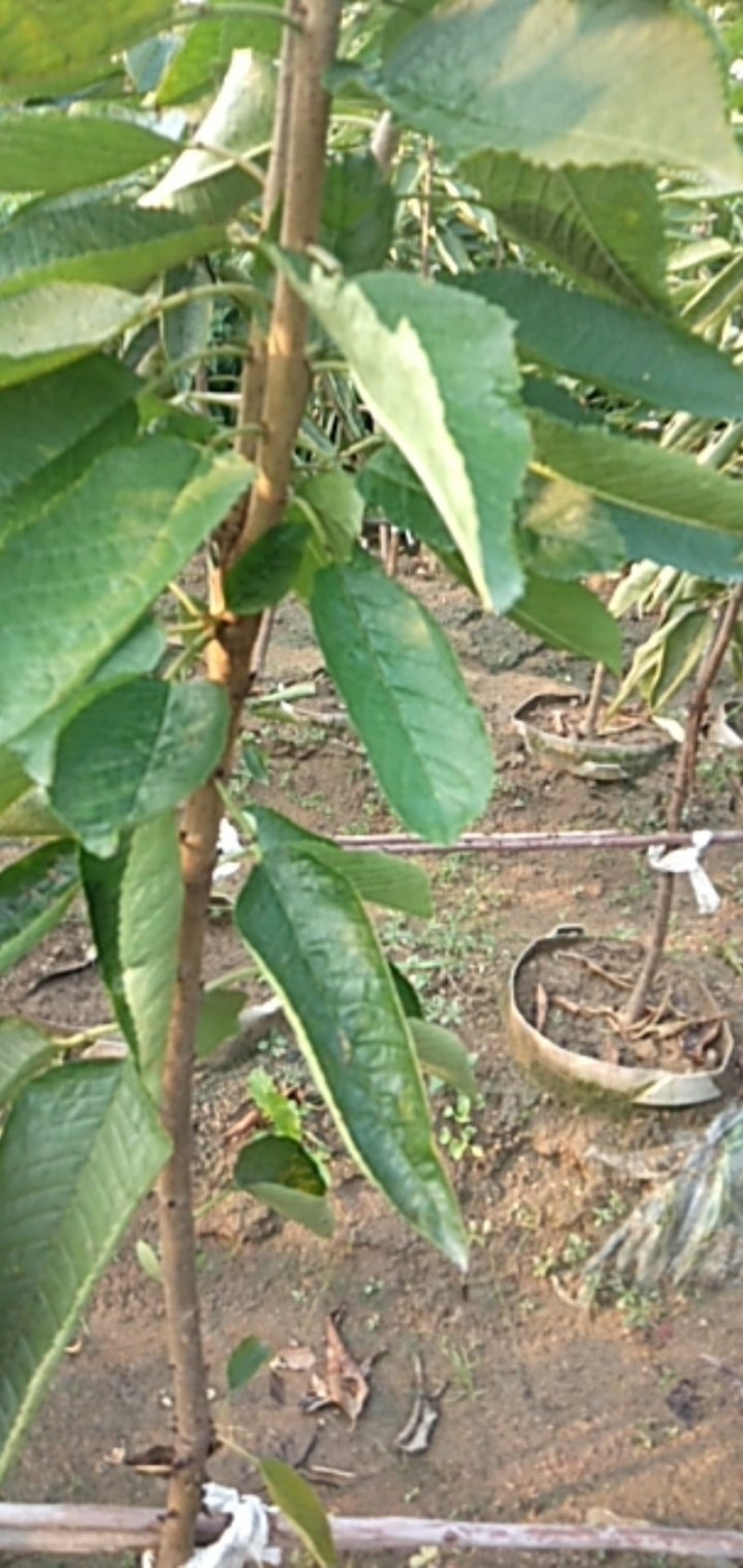 樱桃树苗：俄八：车厘子，美早：大红灯，品种纯正，南北种植