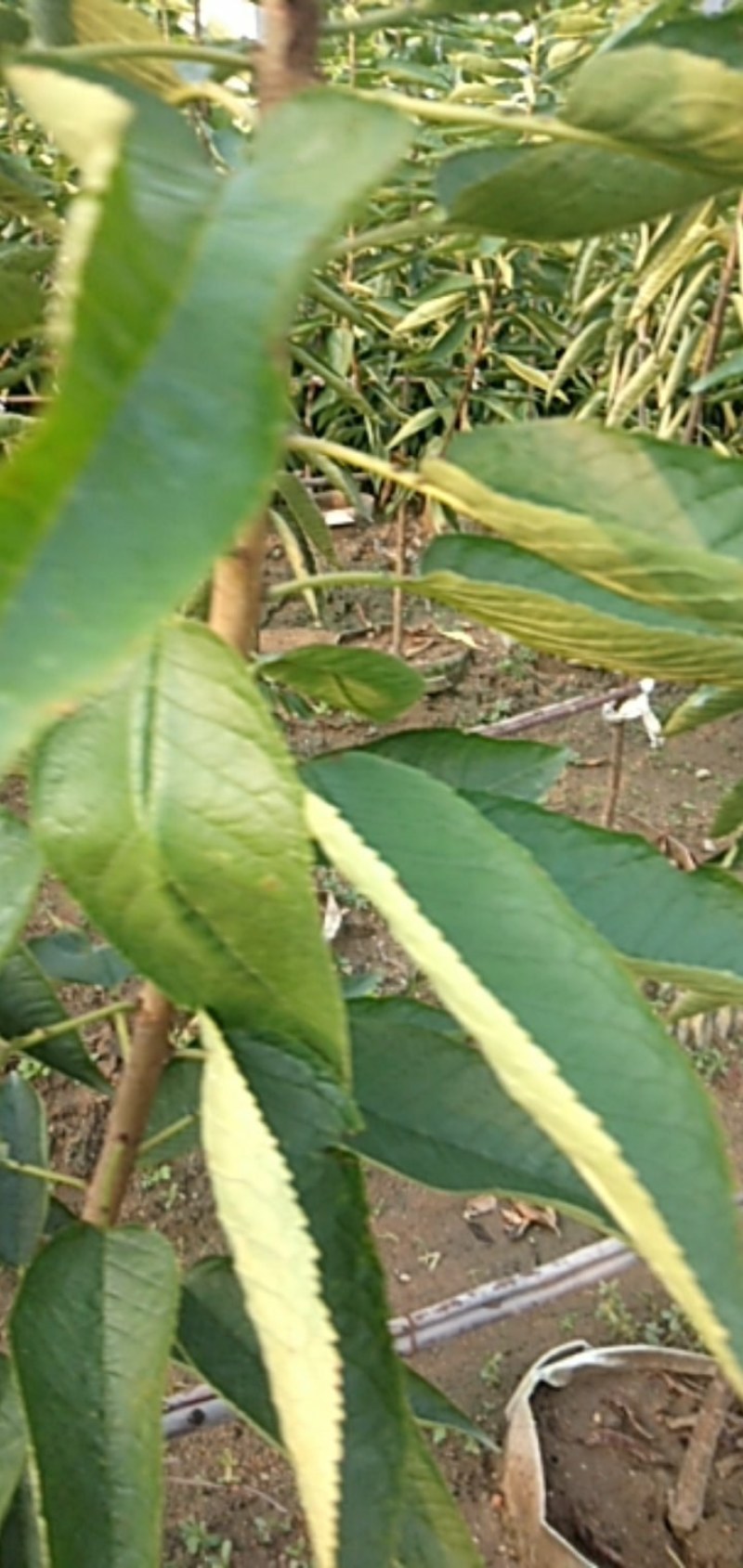 樱桃树苗：俄八：车厘子，美早：大红灯，品种纯正，南北种植