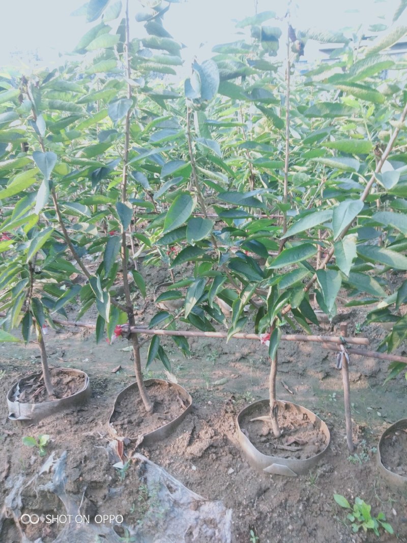 樱桃树苗：俄八：车厘子，美早：大红灯，品种纯正，南北种植
