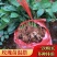 基地直供云南昆明斗南玫瑰苗庭院阳台绿植花卉小苗