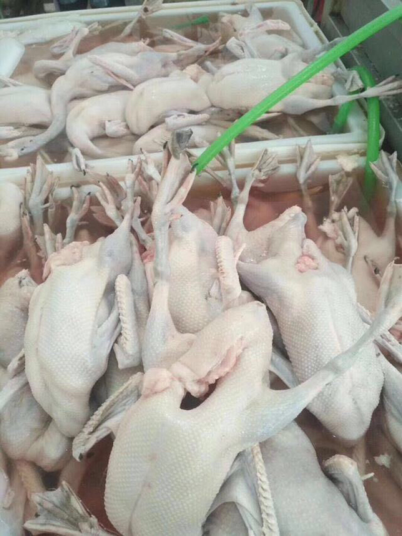 清远正宗黑粽鹅，白菜价了，非常美丽，