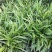日本矮麦冬草小区绿化中叶麦冬草细叶麦冬草苗植物绿化
