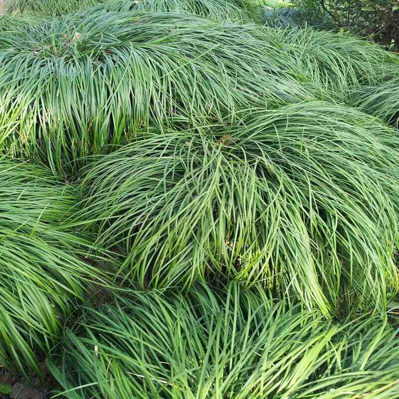 日本矮麦冬草小区绿化中叶麦冬草细叶麦冬草苗植物绿化