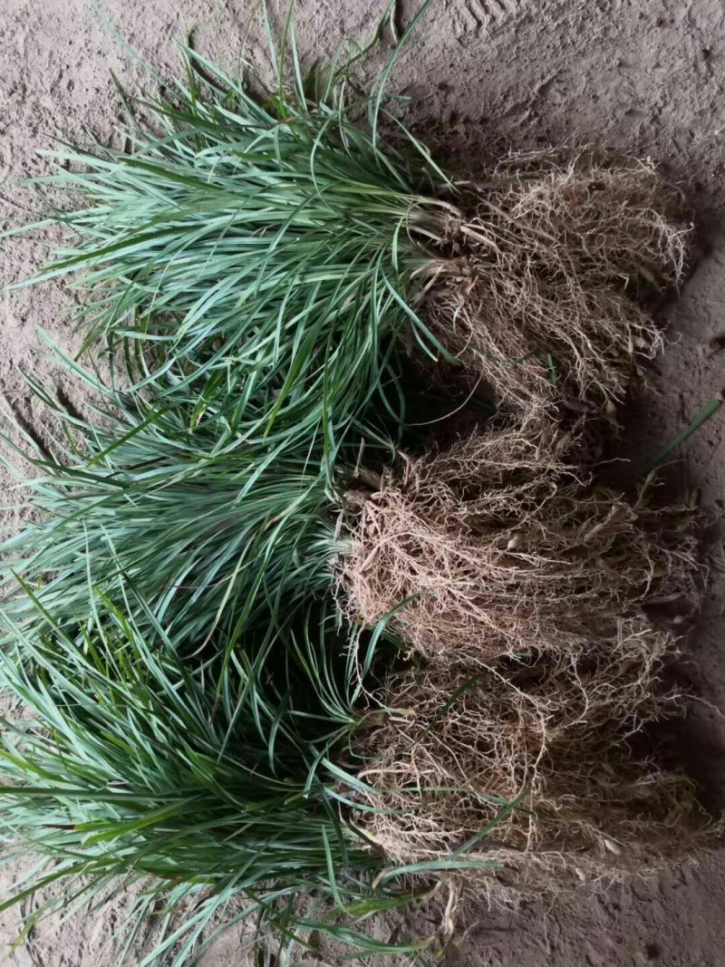 日本矮麦冬草小区绿化中叶麦冬草细叶麦冬草苗植物绿化
