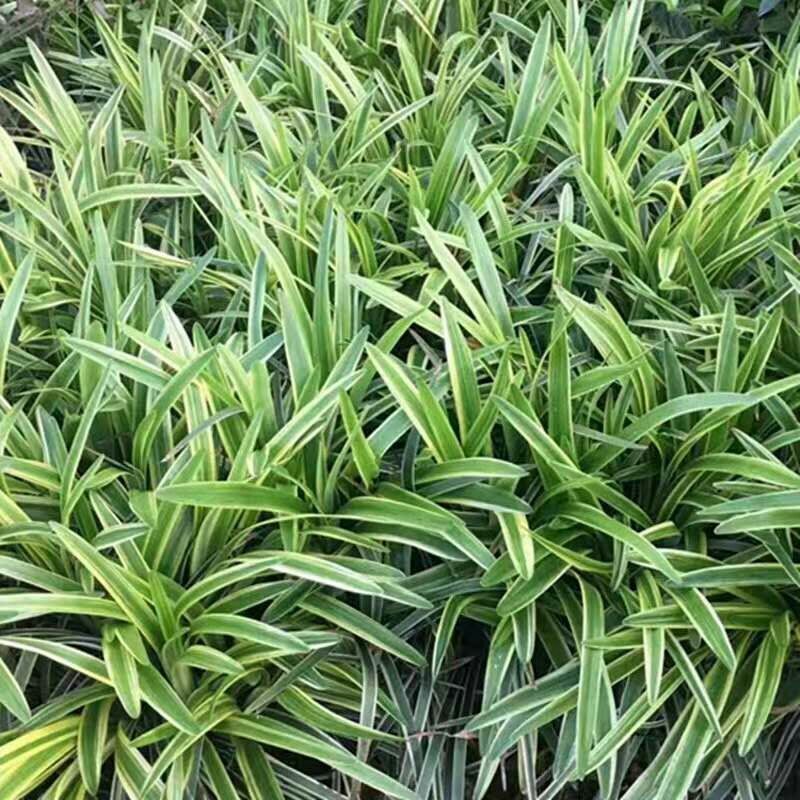 麦冬草中叶麦冬草细叶麦冬草绿化地被草基地货源