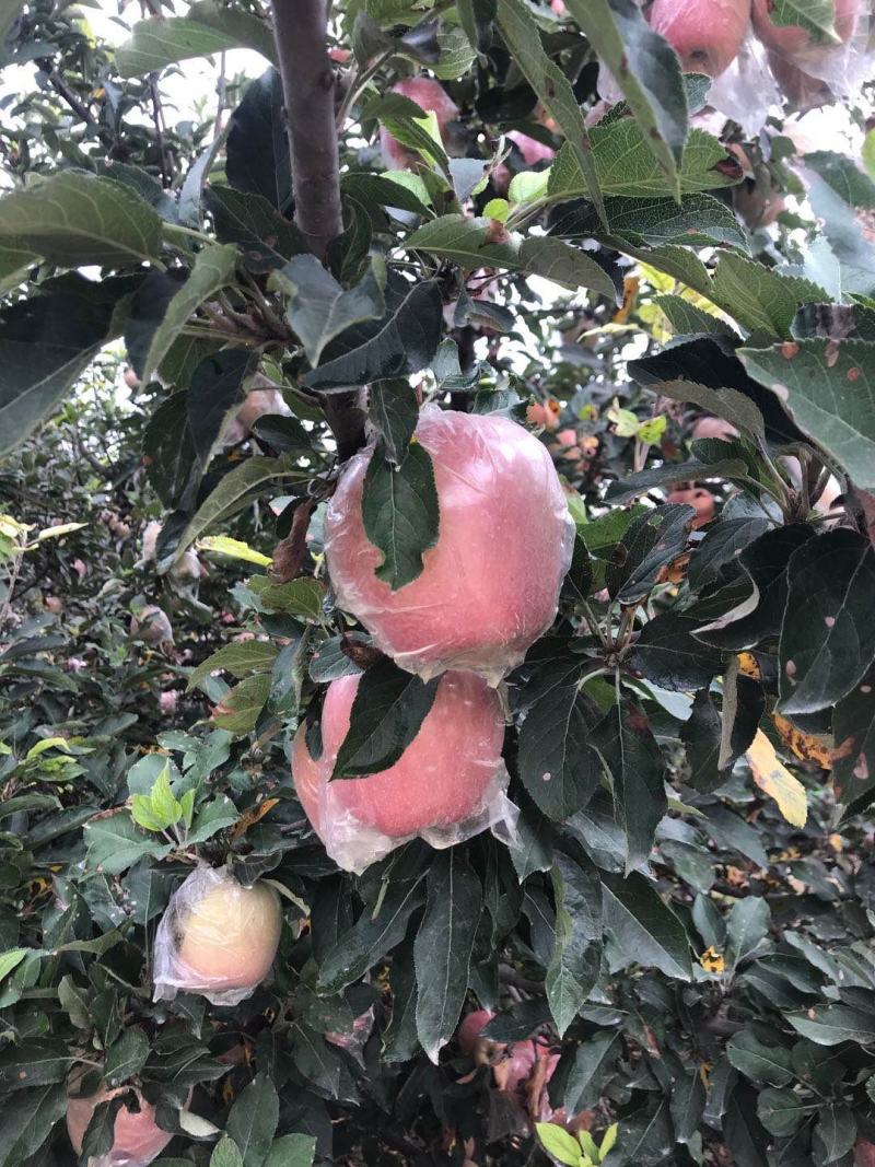 苹果，砀山红富士苹果基地，口感脆甜，颜色鲜艳，质量保证