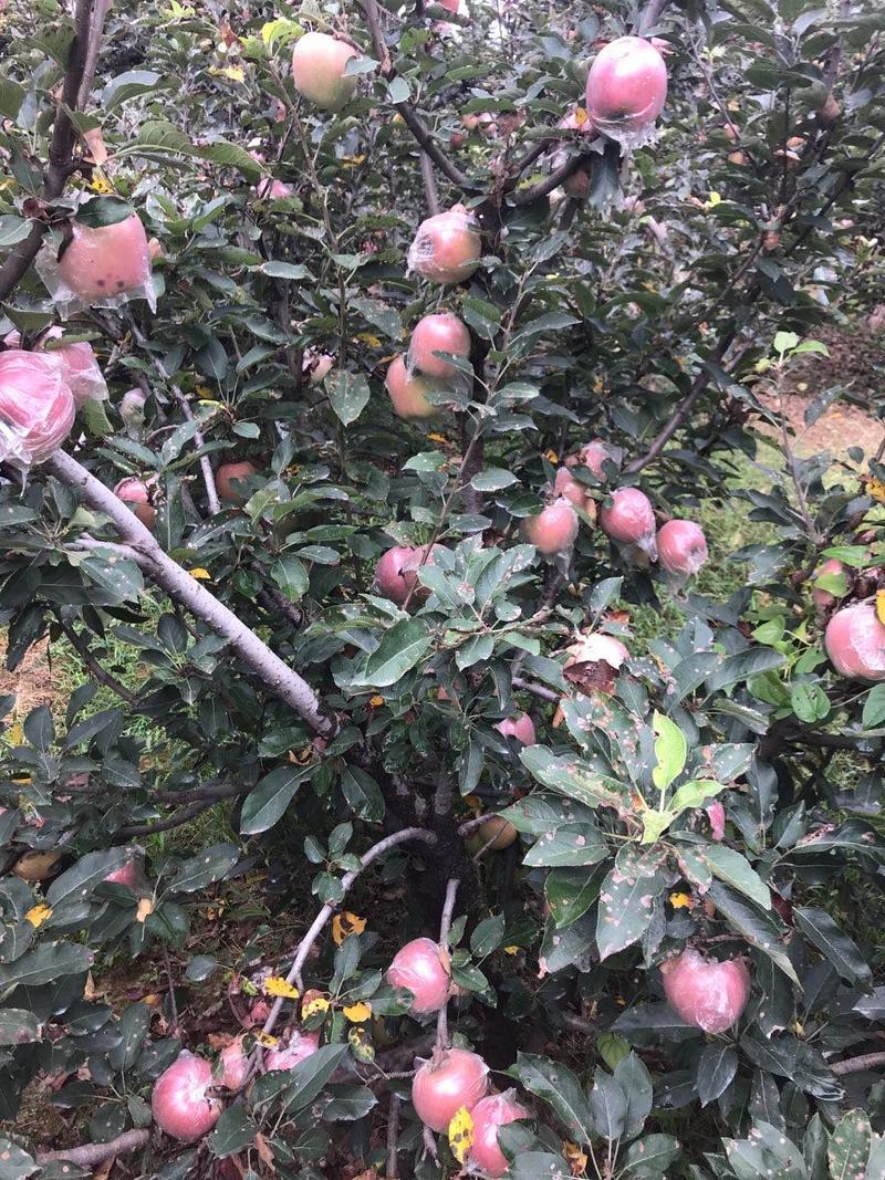 苹果，砀山红富士苹果基地，口感脆甜，颜色鲜艳，质量保证