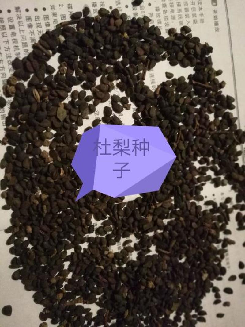 梨种子，杜梨种子山东河南新鲜梨种子，安徽梨种子