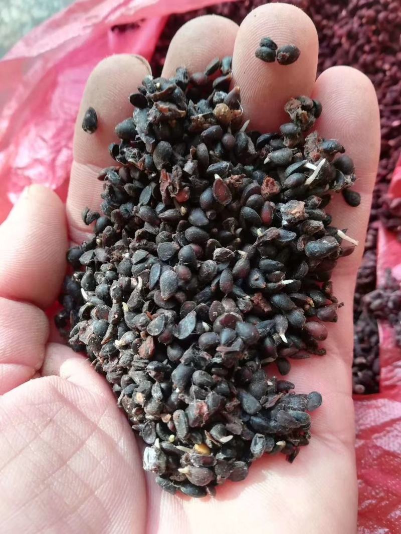 梨种子，杜梨种子山东河南新鲜梨种子，安徽梨种子