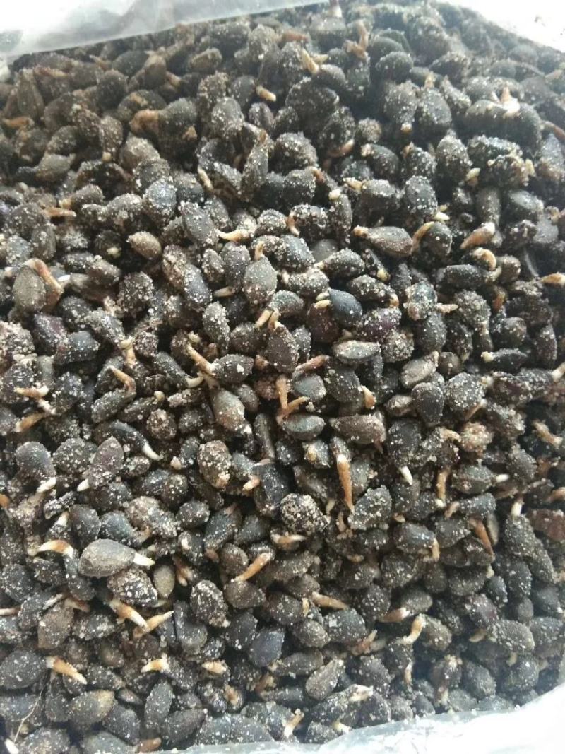 梨种子，杜梨种子山东河南新鲜梨种子，安徽梨种子