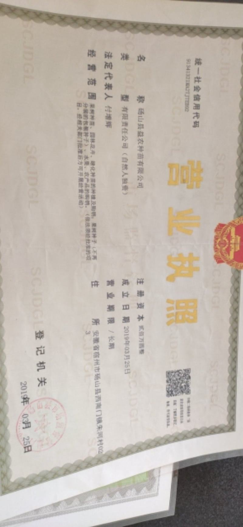 梨种子，杜梨种子山东河南新鲜梨种子，安徽梨种子