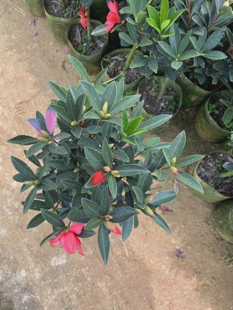 精品四季茶花又名四季杜鹃茶花诚信经营一件起批